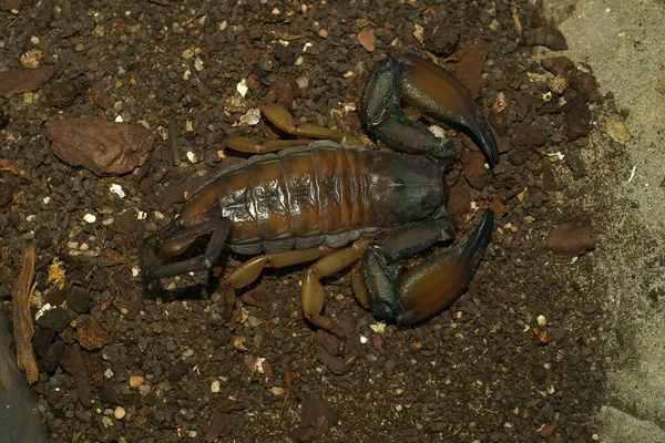 Close Sobre Sorpion Rocha Plana Sul Africano Troglodytes Hadogenes Muitas — Fotografia de Stock