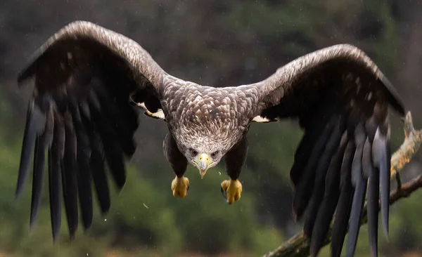 Four Year Old Whitetailed Eagle Comes Straight — Zdjęcie stockowe