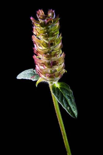 Plan Vertical Prunella Vulgaris Sous Les Lumières Isolées Sur Fond — Photo