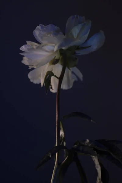 Flor Única Pie Con Pétalos Blancos Gran Flor — Foto de Stock