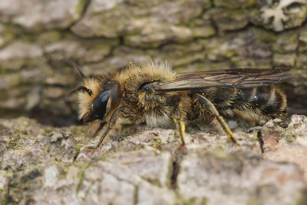 Großaufnahme Eines Männchens Der Großen Oder Schläfrigen Scherenbiene Chelostoma Florisomne — Stockfoto