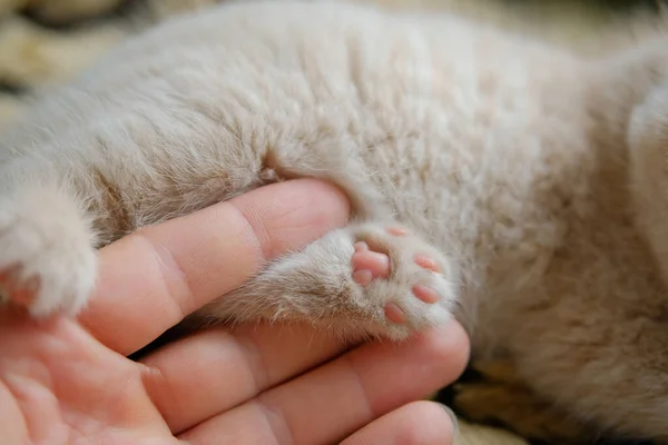 Tiro Perto Uma Mão Segurando Pata Gato — Fotografia de Stock