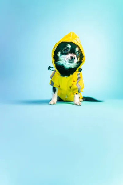 Acloseup Lindo Chihuahua Con Abrigo Amarillo Sobre Fondo Azul — Foto de Stock