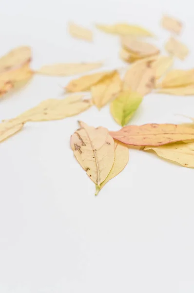 Decoratieve Achtergrond Met Gele Herfstbladeren Een Witte Achtergrond Met Tekstruimte — Stockfoto