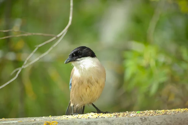 Yumuşak Kremsi Mavimsi Tonları Ile Ayırt Edilebilen Corvid Ailesinin Kuşu — Stok fotoğraf