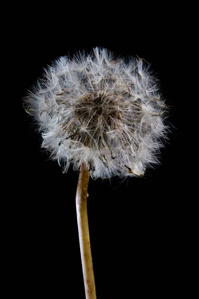 Eine Vertikale Aufnahme Eines Löwenzahns Unter Den Lichtern Isoliert Auf — Stockfoto