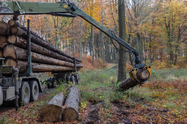 Ősszel Egy Erdőben Egy Teherautó Daruja Rönköket Visz Teherautóra — Stock Fotó