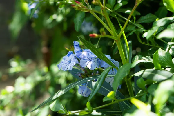 Selektiv Fokusbild Blommande Blått Blyträ — Stockfoto
