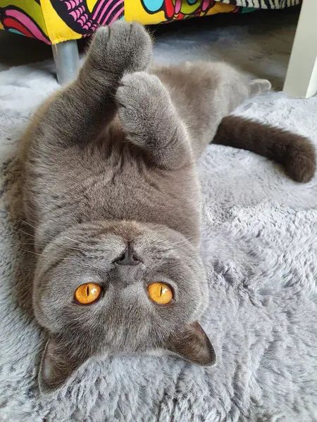 カーペットの上に横たわる遊び心のあるショートヘアの猫の垂直ショット — ストック写真