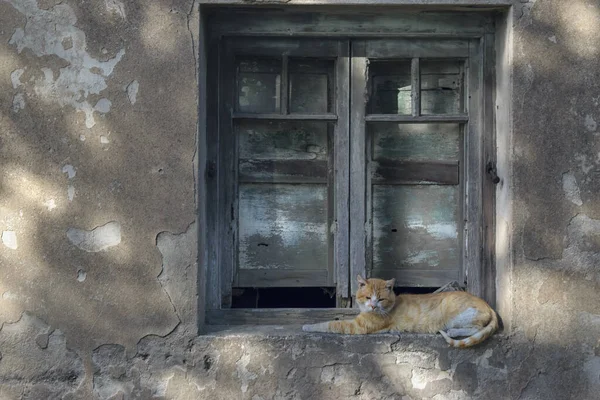 Cat Lying Rest Old Window Copy Space — Fotografia de Stock