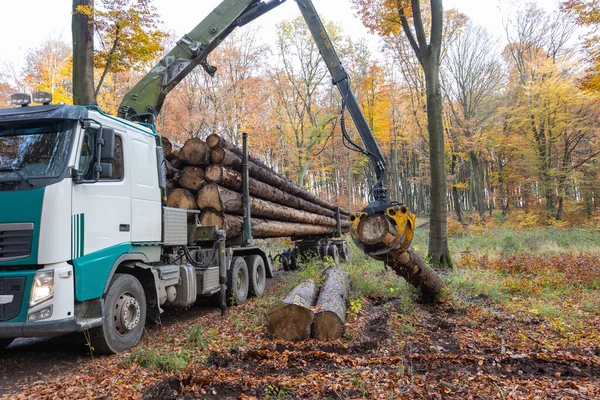 Een Bos Herfst Verplaatst Een Vrachtwagenkraan Logboeken Truck — Stockfoto