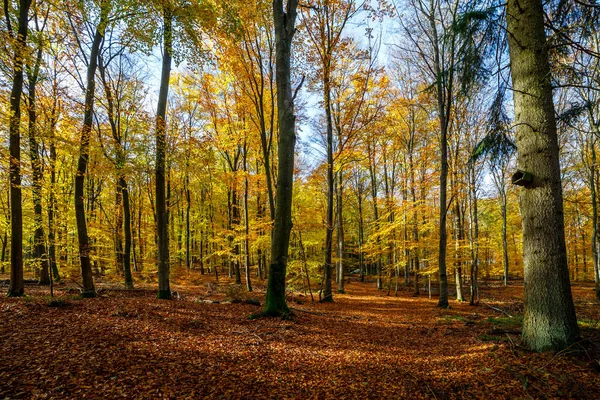 Automne Doré Dans Une Belle Forêt Allemagne — Photo