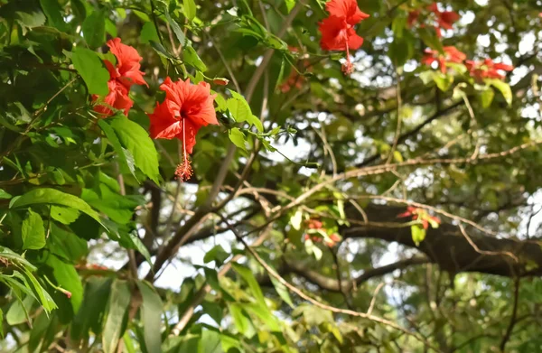 Вибірковий Фокус Зображення Червоної Квітки Гібіскуса Вирощеної Саду Сонячним Світлом — стокове фото