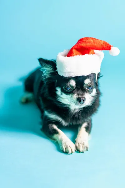 Eine Nahaufnahme Eines Niedlichen Chihuahua Mit Weihnachtsmannmütze Auf Blauem Hintergrund — Stockfoto