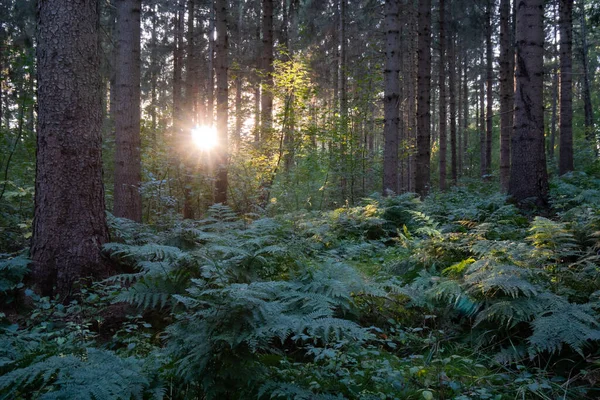 Sun Shines Trees Its Light Falls Forest Floor — Stock Photo, Image