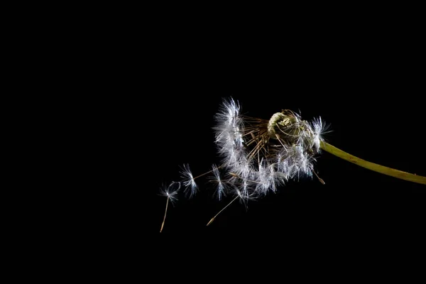 Eine Nahaufnahme Eines Löwenzahns Unter Den Lichtern Isoliert Auf Schwarzem — Stockfoto