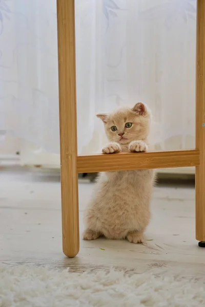 白い窓のカーテンを背景に木の構造で遊ぶかわいい子猫の垂直ショット — ストック写真