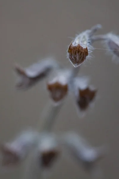 Вертикальный Снимок Сушеных Растительных Почек Поле Размытым Фоном — стоковое фото
