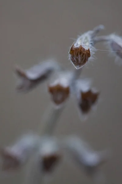 Una Toma Vertical Brotes Plantas Secas Campo Con Fondo Borroso — Foto de Stock