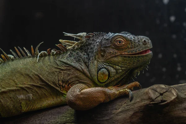 Uma Iguana Comum Grande Tronco Árvore — Fotografia de Stock