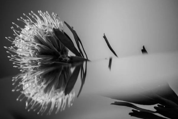 Black White Flower Shot Mirror — 图库照片