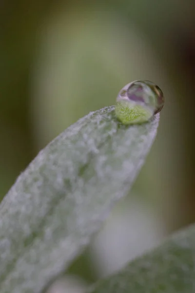 Concentration Sélective Une Goutte Eau Sur Une Plante Verte Fond — Photo