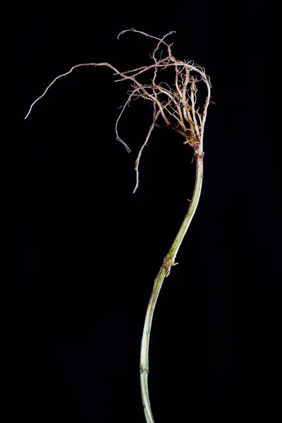 Een Verticaal Shot Van Gedroogd Dendrobium Linearifolium Geïsoleerd Een Zwarte — Stockfoto