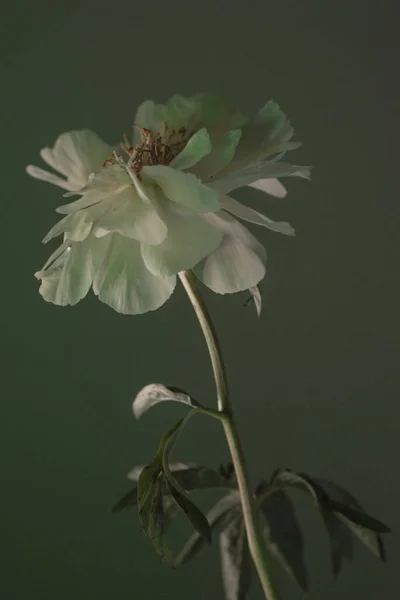 Красива Біла Квітка Довгим Стеблом — стокове фото