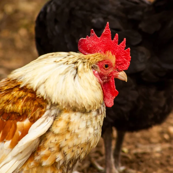 Zbliżenie Gallus Domesticus — Zdjęcie stockowe