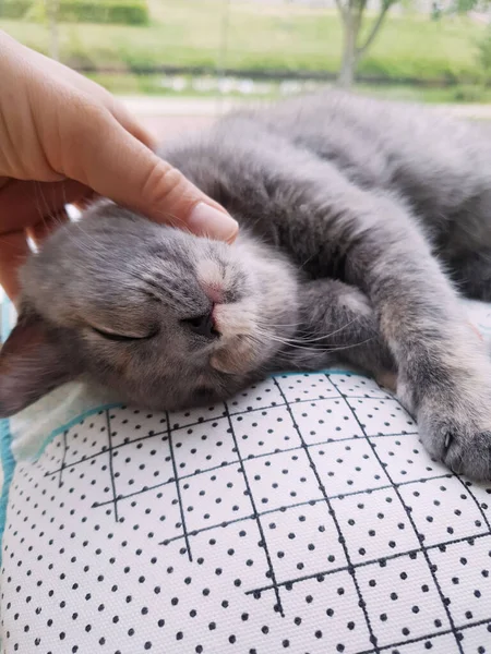 Vertical Shot Small British Shorthair Sleeping Pillow — Stock Photo, Image