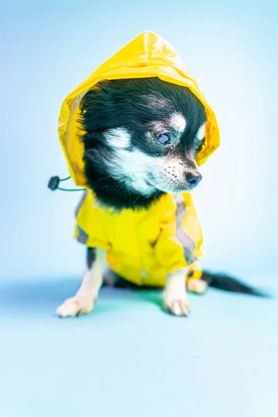 Zbliżenie Ślicznego Chihuahua Żółtym Płaszczem Niebieskim Tle — Zdjęcie stockowe