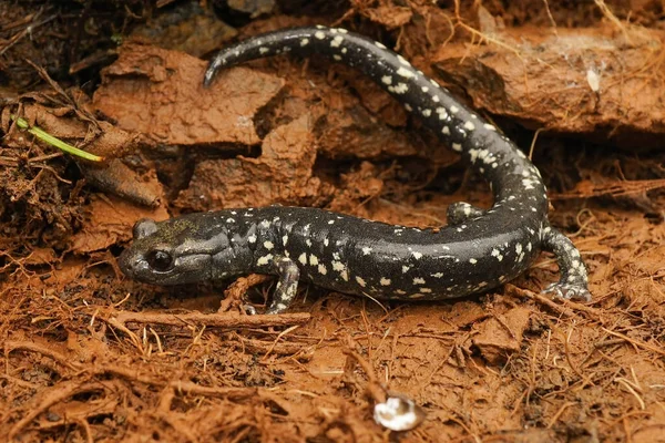 Closeup Corpo Inteiro Adulto Rara Salamandra Negra Aneides Flavipunctatus Endêmica — Fotografia de Stock