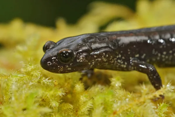 Closeup Facial Ameaçado Del Norte Salamander Plethodon Elongatus Musgo Verde — Fotografia de Stock