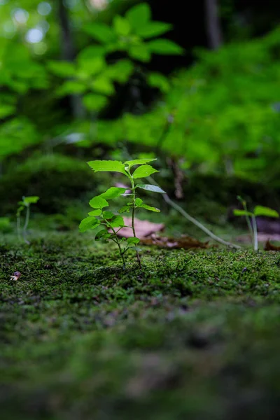 Plano Vertical Una Pequeña Planta Crecimiento —  Fotos de Stock