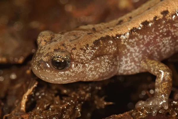 Close Uma Salamandra Siberiana Adulta Salamandrella Keyserlingii Sentado Folhagem — Fotografia de Stock