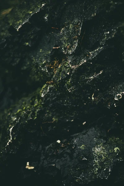 Rock Green Moss Wildlife — Fotografia de Stock