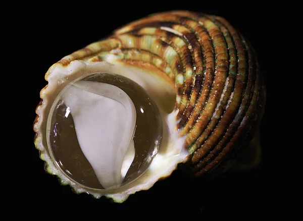 Spiral Seashell Marble — Stock fotografie