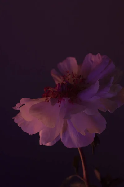 Gyönyörű Virág Sötét Háttér Lila Fény — Stock Fotó