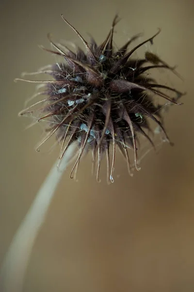 Een Verticaal Shot Van Gedroogde Water Avens Een Veld Met — Stockfoto