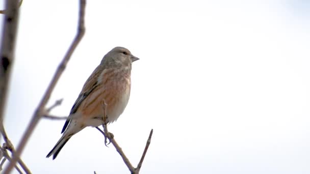 Belo Pássaro Habitat Natural — Vídeo de Stock