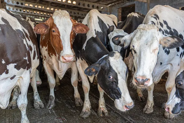 Group Dairy Cows Huddled Cowshed Looking Camera — Stock Photo, Image