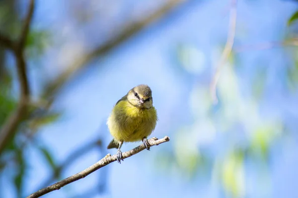 Little Bird Looking Carefully Camera —  Fotos de Stock
