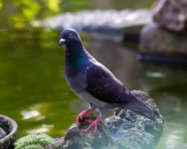 Pigeon Resting Stone Pond — Stockfoto