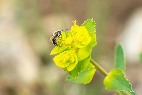 Egy Méh Egy Sárga Virágon Nyugodt Háttérrel — Stock Fotó