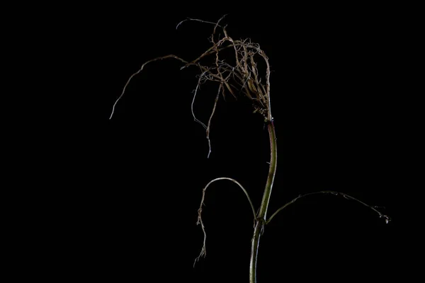 Siyah Zemin Üzerinde Izole Edilmiş Kurutulmuş Dendrobium Linearifolium Yakın Plan — Stok fotoğraf