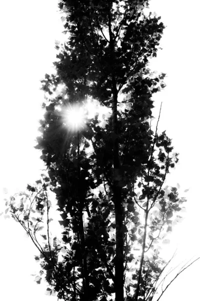 Musta Valkoinen Valokuvaus Puusta Auringonvalossa — kuvapankkivalokuva