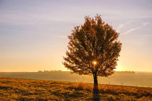 Sonbaharda Bir Tarlada Güzel Altın Gün Doğumu — Stok fotoğraf