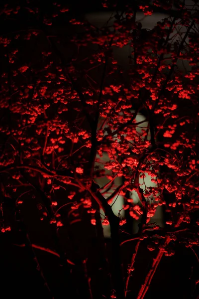 Tree Park Red Light Beautiful Illuminated — Stockfoto