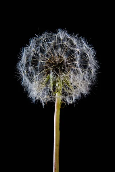 Disparo Vertical Diente León Bajo Las Luces Aisladas Sobre Fondo — Foto de Stock