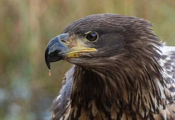 Portrait Young Sea Eagle Blood Dripping Beak — Stock Fotó